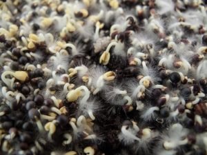 microgreens root hairs