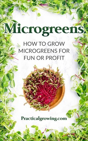 How To Grow Chia Microgreens Successfully Practical Growing