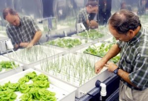 nasa hydroponics research