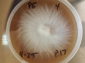 Mycelium on Petri dish
